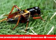 Entomofagi sebagai Inovasi Pangan Fungsional untuk Mendukung  SDGs 2 (Zero Hunger): Potensi Jangkrik sebagai Sumber Protein Berkelanjutan