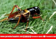 Entomofagi sebagai Inovasi Pangan Fungsional untuk Mendukung SDGs 2 (Zero Hunger): Potensi Jangkrik sebagai Sumber Protein Berkelanjutan