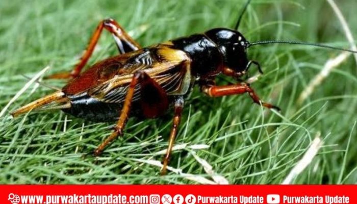 Entomofagi sebagai Inovasi Pangan Fungsional untuk Mendukung  SDGs 2 (Zero Hunger): Potensi Jangkrik sebagai Sumber Protein Berkelanjutan