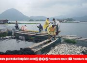 Ribuan Ikan di Kolam Jaring Apung Waduk Jatiluhur Mati Akibat Cuaca Ekstrem