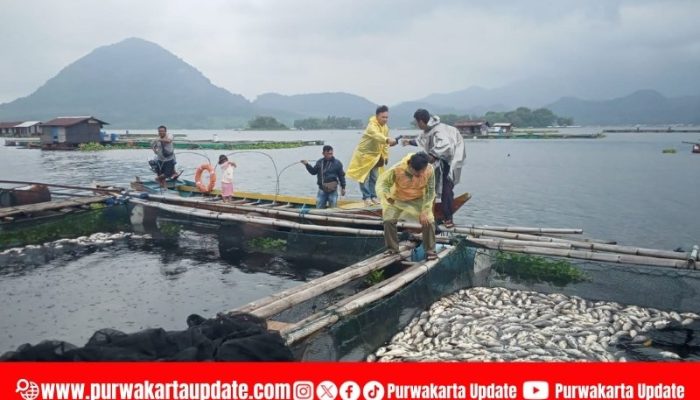 Ribuan Ikan di Kolam Jaring Apung Waduk Jatiluhur Mati Akibat Cuaca Ekstrem