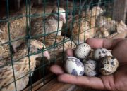 Gaji Tak Cukup? Ini 5 Usaha Ternak Rumahan yang Bisa Jalan Tanpa Harus Resign