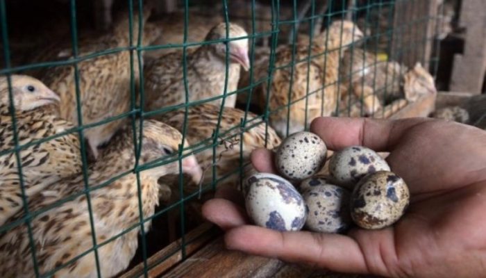 Gaji Tak Cukup? Ini 5 Usaha Ternak Rumahan yang Bisa Jalan Tanpa Harus Resign