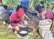 Curhat Heri Pengrajin Kolang Kaling Di Purwakarta Yang Kesulitan Bahan Baku