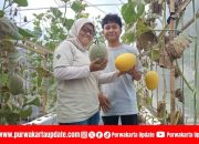 Pelajar SMA di Purwakarta Tekuni Melon Hidroponik, Jadi Petani Milenial Inspiratif
