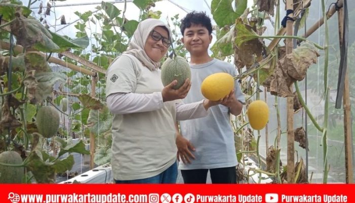 Pelajar SMA di Purwakarta Tekuni Melon Hidroponik, Jadi Petani Milenial Inspiratif