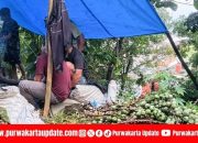 Krisis Bahan Baku Hantui Ramadan: Produsen Kolang Kaling Purwakarta Terjepit Maraknya Penebangan Aren