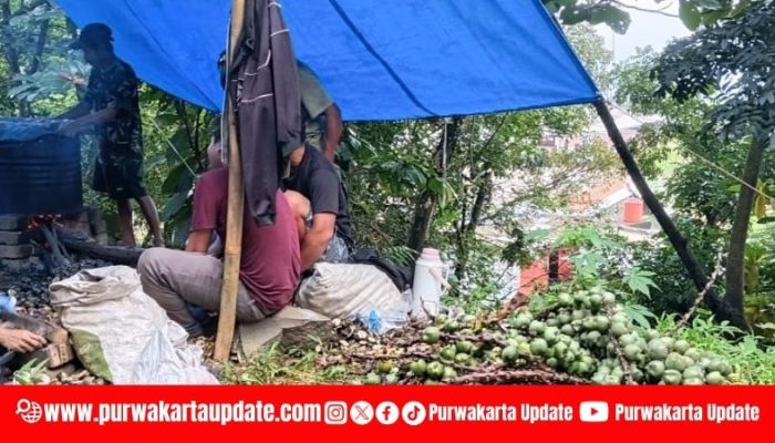 Krisis Bahan Baku Hantui Ramadan: Produsen Kolang Kaling Purwakarta Terjepit Maraknya Penebangan Aren