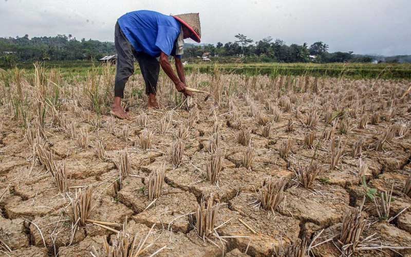 Ilustrasi kekeringan