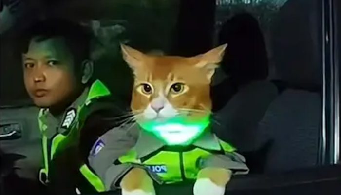 Viral Kucing Oyen Pakai Rompi Polisi Pantau Arus Mudik Jawa Barat