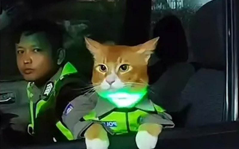 Kucing oyen pakai rompi Polisi
