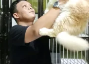 Marak Penipuan Jual Beli Kucing, Brother Pathouse Begikan Tips Agar Tak Tertipu
