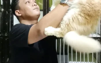 Marak Penipuan Jual Beli Kucing, Brother Pathouse Begikan Tips Agar Tak Tertipu
