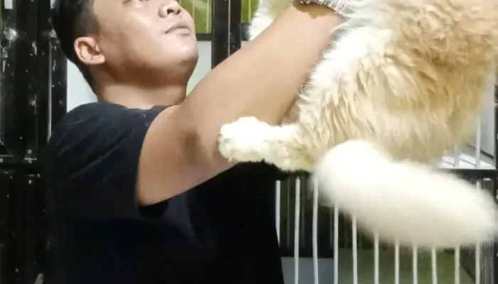 Marak Penipuan Jual Beli Kucing, Brother Pathouse Begikan Tips Agar Tak Tertipu
