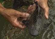 Ikan Sapu-Sapu Jadi Alarm Bahaya, Ini Kata Dedi Mulyadi