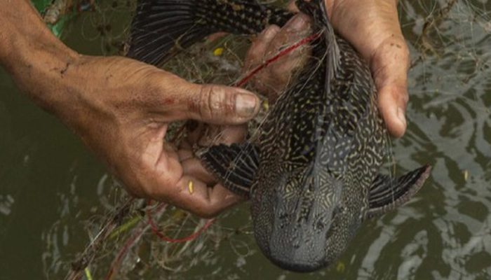 Ikan Sapu-Sapu Jadi Alarm Bahaya, Ini Kata Dedi Mulyadi