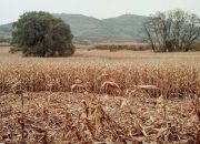 Kemarau 2026 di Jabar Lebih Cepat, Sebagian Wilayah Mulai Maret