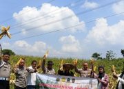 Panen Jagung di Purwakarta, Polri Dukung Swasembada Pangan Nasional