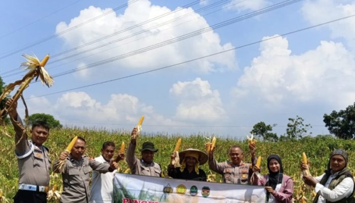 Panen Jagung di Purwakarta, Polri Dukung Swasembada Pangan Nasional