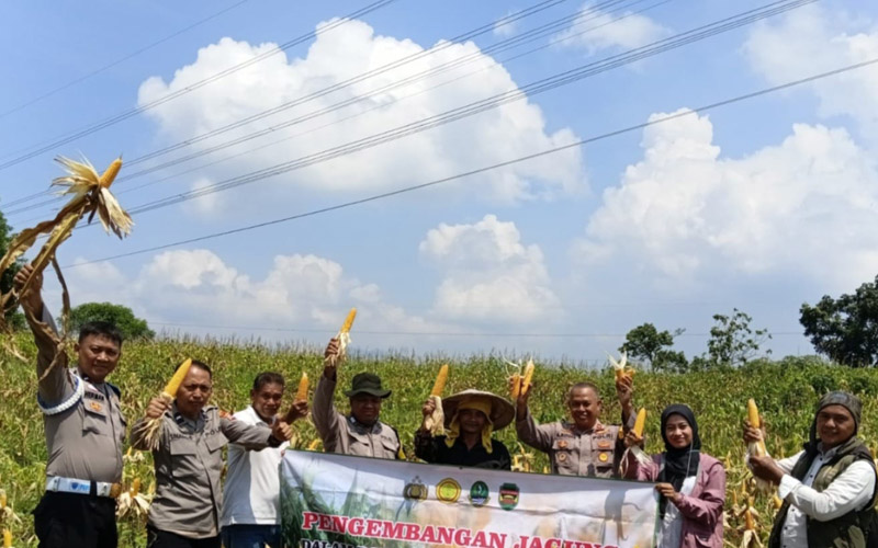 Panen Jagung Polres Purwakarta