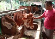 Penjualan Sapi Kurban di Purwakarta Menurun, Pedagang Keluhkan Daya Beli Turun hingga 30 Persen