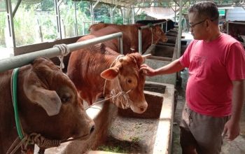 Penjualan Sapi Kurban di Purwakarta Menurun, Pedagang Keluhkan Daya Beli Turun hingga 30 Persen