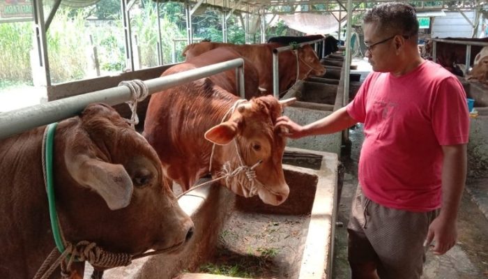 Penjualan Sapi Kurban di Purwakarta Menurun, Pedagang Keluhkan Daya Beli Turun hingga 30 Persen