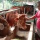 Penjualan Sapi Kurban di Purwakarta Menurun, Pedagang Keluhkan Daya Beli Turun hingga 30 Persen