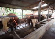 Baznas Jabar Distribusikan Hewan Kurban 15 Sapi dan 23 Domba