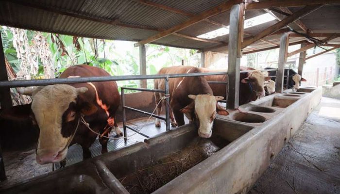 Baznas Jabar Distribusikan Hewan Kurban 15 Sapi dan 23 Domba