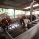 Baznas Jabar Distribusikan Hewan Kurban 15 Sapi dan 23 Domba