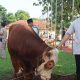 Idul Adha 1447 H, Polres Purwakarta Gelar Pemotongan Hewan Kurban