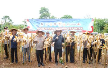Polres Purwakarta Gelar Panen Jagung di Cijunti Campaka