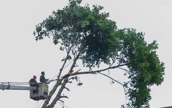 Penebangan Pohon di Jalan Provinsi Harus Seizin Gubernur